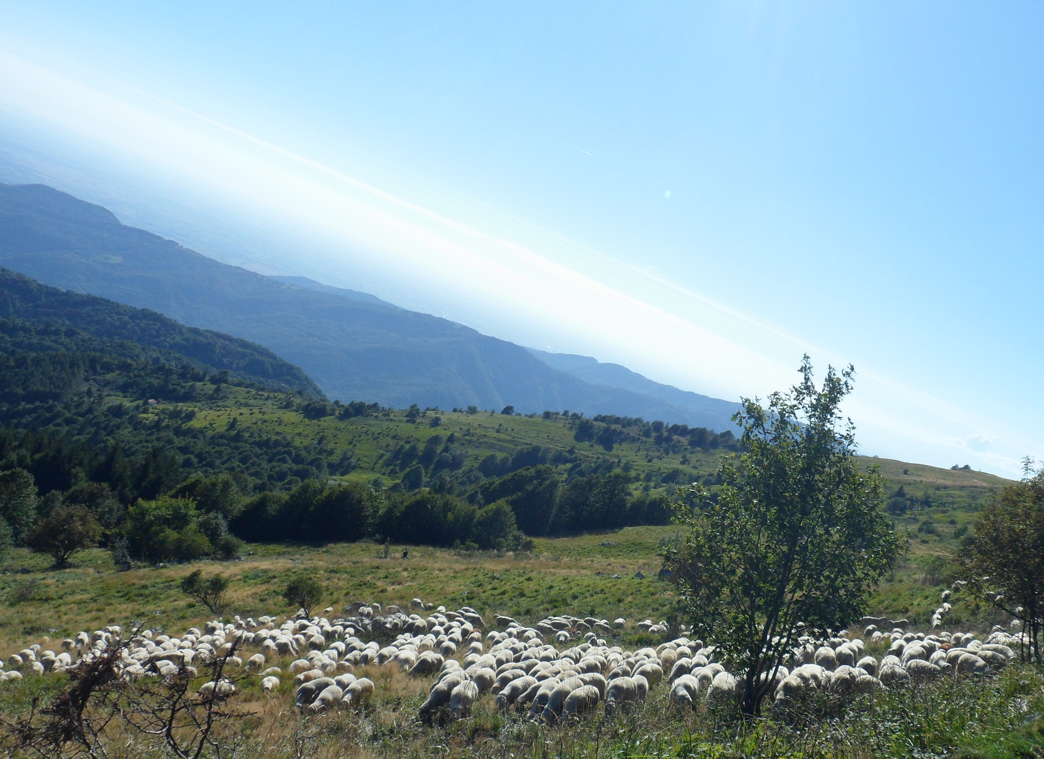 Un gregge di pecore pascola sul Matajur