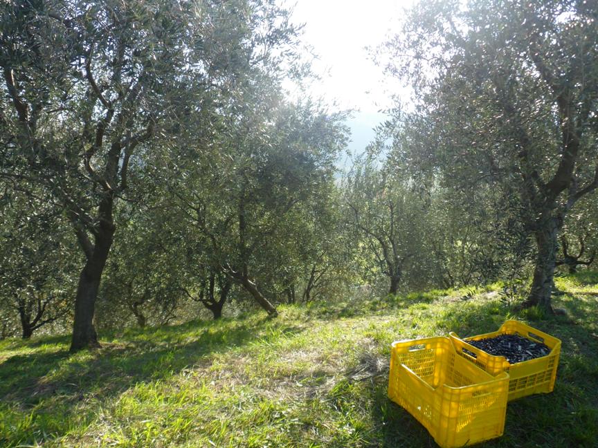 Raccolta delle olive a Ramandolo