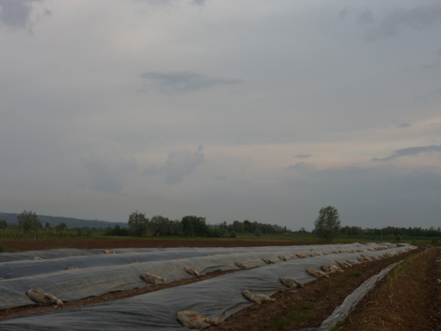 Campo di asparagi bianchi a Medea