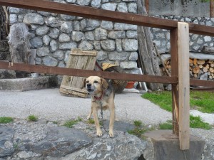 Un cane da guardia (?) a Forni Avoltri