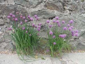 Particolare lungo la strada a Forni Avoltri