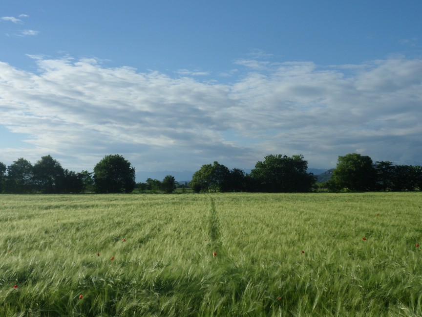 Agricoltura in Italia