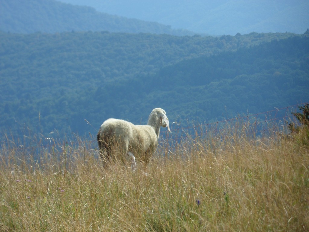 Agricoltura montana