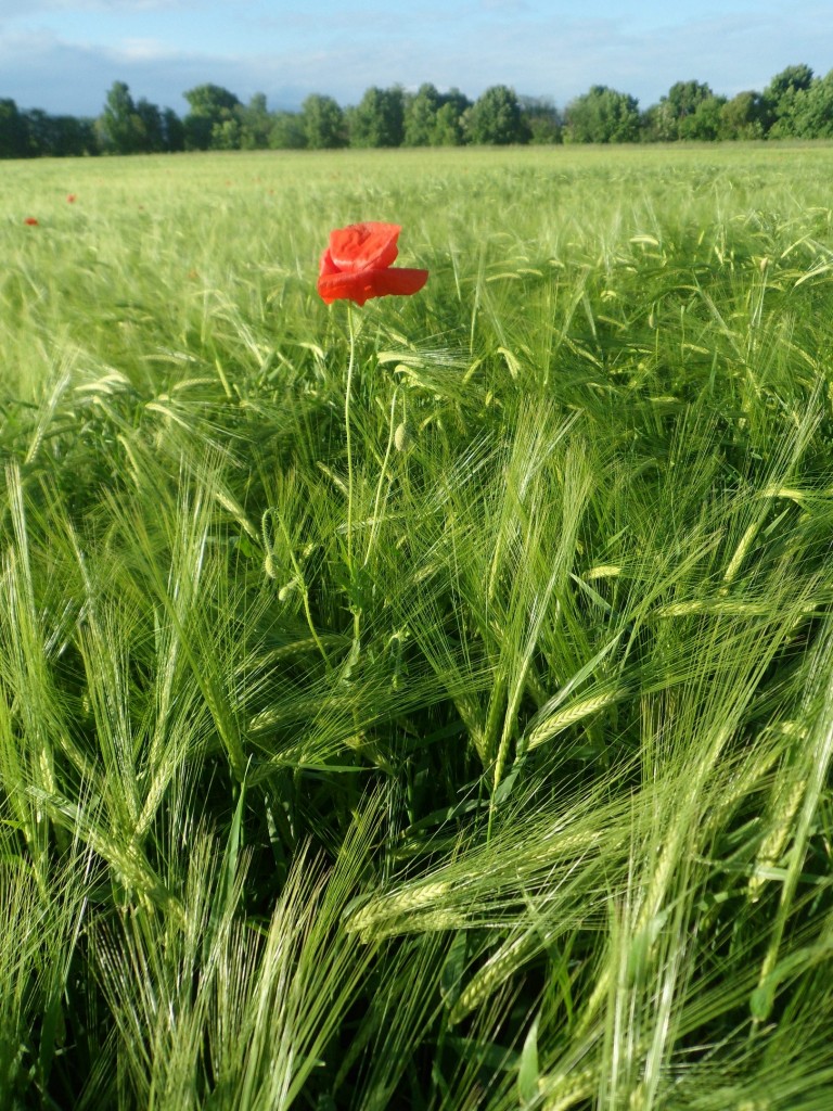 La biodiversità in agricoltura