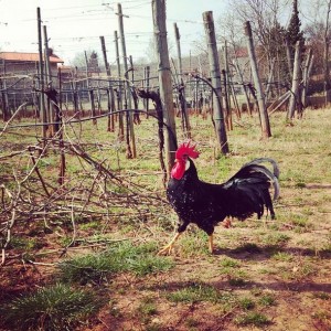 Il gallo di Saŝa