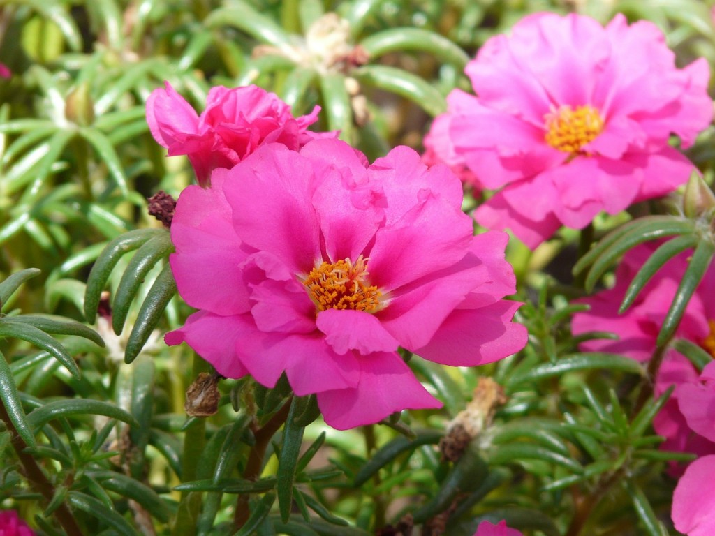 Portulacca, la mia pianta preferita