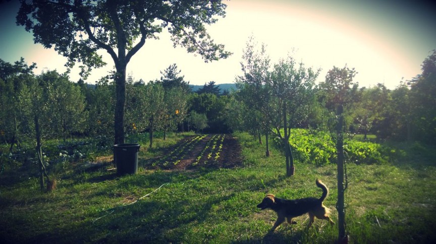 Azienda Agricola Stanissa ad Aurisina