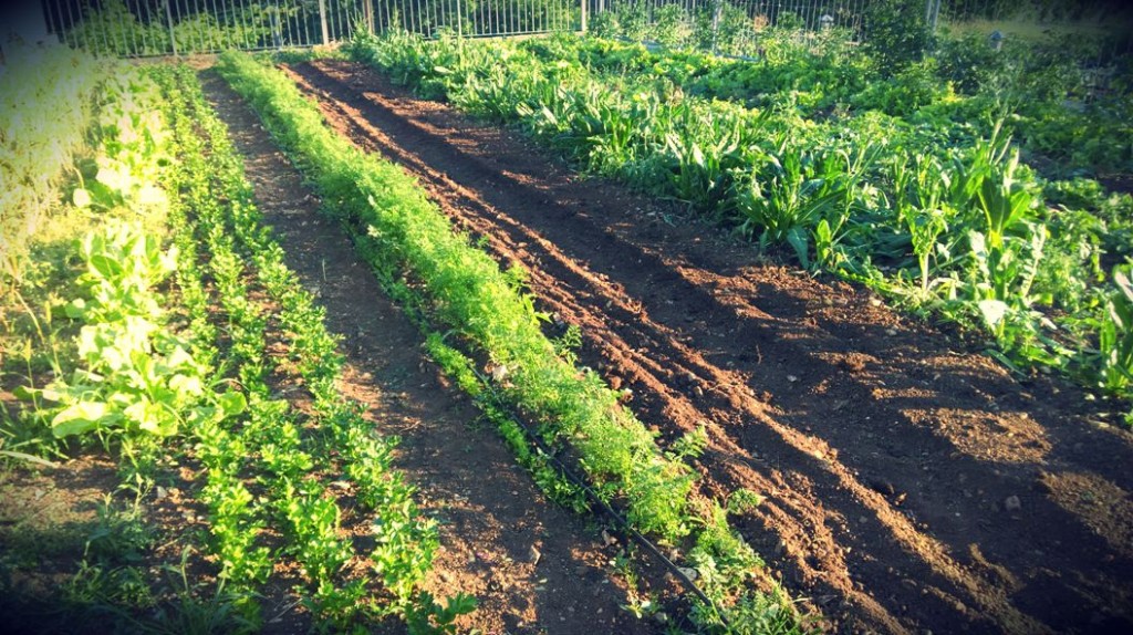 Una parte dell'orto dell'agricola Stanissa