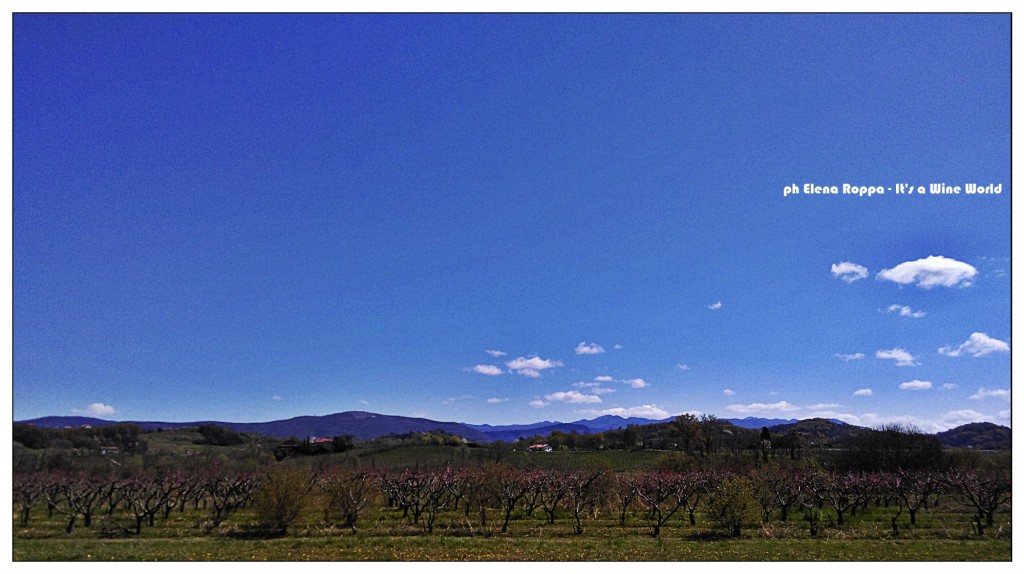 Friuli Venezia Giulia, il Collio