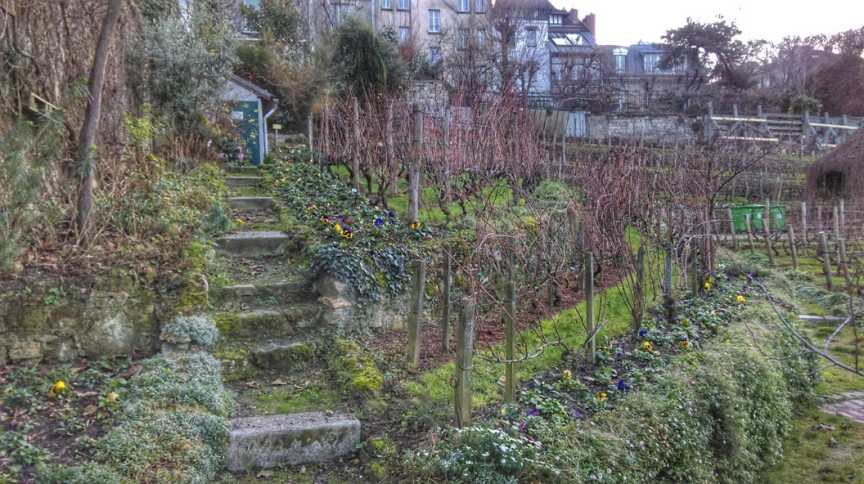 La Vigna di Montmartre a Parigi