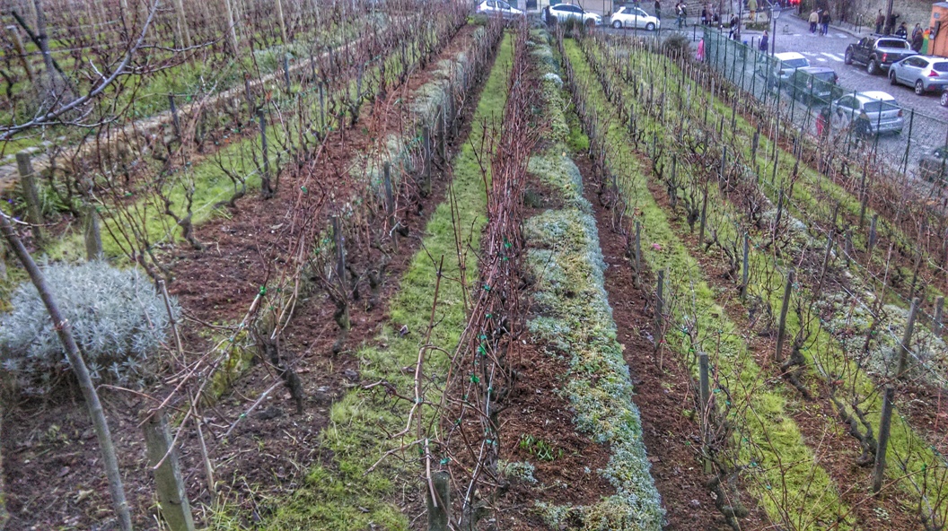 La Vigna di Montmartre