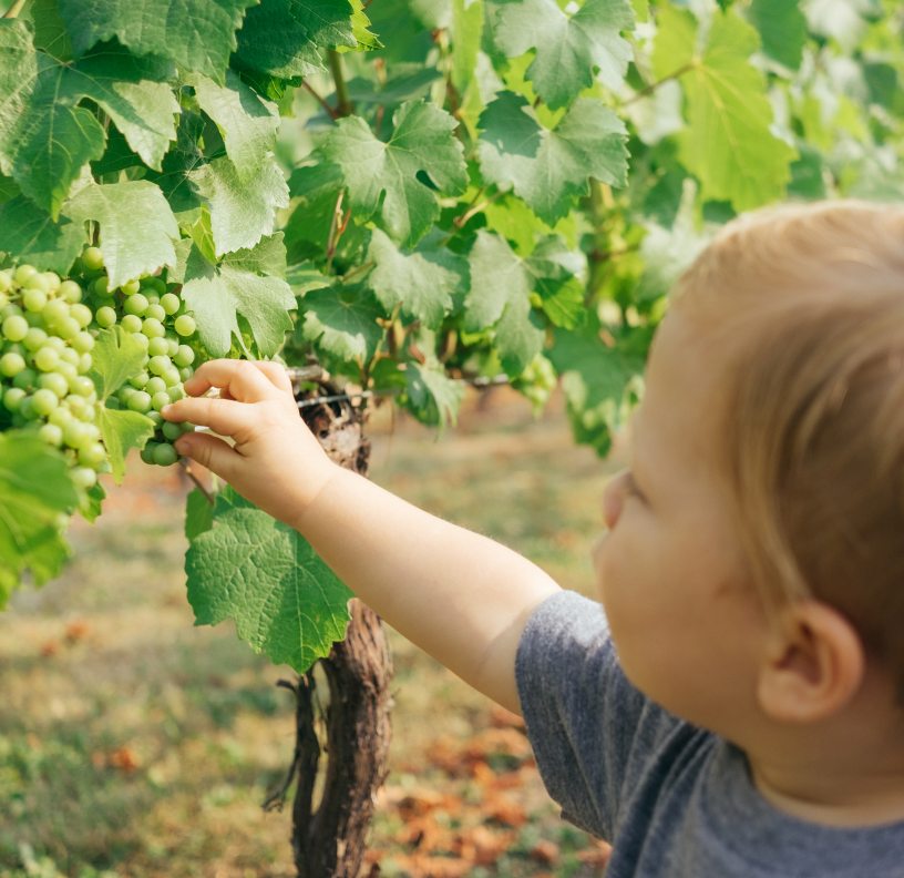 vendemmia-bambini